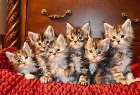 Maine Coon Breeder Washington State | Williamina Maine Coons